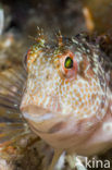 Ringneck Blenny