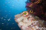 Ringneck Blenny