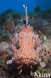 Largescaled scorpionfish