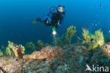 Largescaled scorpionfish