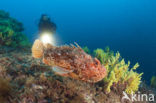 Largescaled scorpionfish