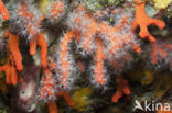 Precious Coral (Corallium rubrum)