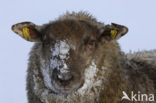 Schaap (Ovis domesticus)