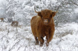 Highland Cow (Bos domesticus)
