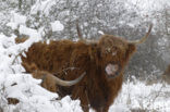 Highland Cow (Bos domesticus)