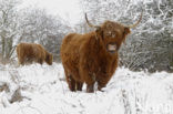 Highland Cow (Bos domesticus)