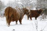 Highland Cow (Bos domesticus)