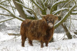Highland Cow (Bos domesticus)