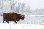 Highland Cow (Bos domesticus)