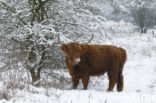 Highland Cow (Bos domesticus)