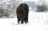 Shetland pony (Equus spp)