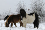 Shetland pony (Equus spp)