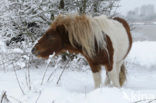 Shetland pony (Equus spp)