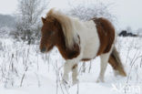 Shetland pony (Equus spp)