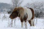 Shetland pony (Equus spp)