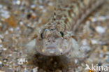 Slender goby (Gobius geniporus)