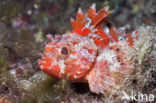 Small red scorpionfish (Scorpaena notata)