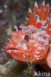 Small red scorpionfish (Scorpaena notata)