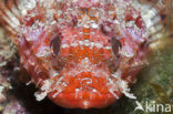 Small red scorpionfish (Scorpaena notata)