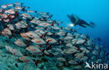 Snapper (Lutjanus gibbus)