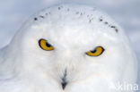 Snowy Owl (Bubo scandiacus)