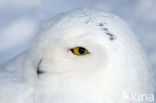 Snowy Owl (Bubo scandiacus)