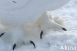 Snowy Owl (Bubo scandiacus)