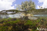 Soepschildpad (Chelonia mydas) 