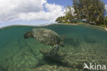 Soepschildpad (Chelonia mydas) 