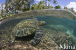 Soepschildpad (Chelonia mydas) 