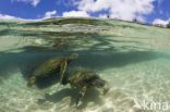 Soepschildpad (Chelonia mydas) 