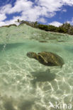 Soepschildpad (Chelonia mydas) 