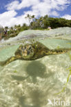 Soepschildpad (Chelonia mydas) 