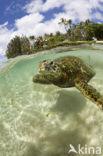 Soepschildpad (Chelonia mydas) 