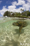 Soepschildpad (Chelonia mydas) 