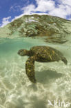 Green Turtle (Chelonia mydas) 