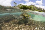 Soepschildpad (Chelonia mydas) 