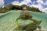 Green Turtle (Chelonia mydas) 