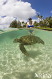 Green Turtle (Chelonia mydas) 