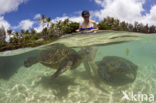 Soepschildpad (Chelonia mydas) 