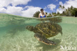 Soepschildpad (Chelonia mydas) 