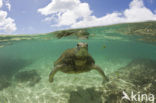 Green Turtle (Chelonia mydas) 