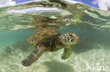 Green Turtle (Chelonia mydas) 