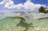 Green Turtle (Chelonia mydas) 