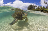 Soepschildpad (Chelonia mydas) 