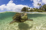 Soepschildpad (Chelonia mydas) 