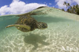 Soepschildpad (Chelonia mydas) 