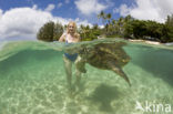 Soepschildpad (Chelonia mydas) 