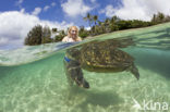 Soepschildpad (Chelonia mydas) 