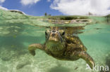 Soepschildpad (Chelonia mydas) 